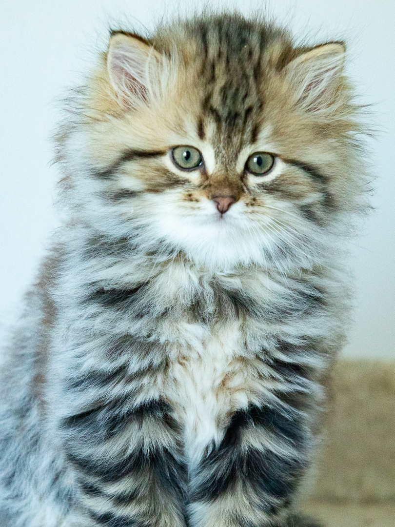 chaton-de-la-maison-l-ours-2.jpg