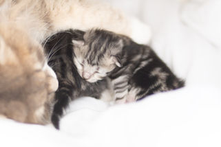 Chaton sibérien black silver femelle, 8 jours, élevage La Maison de l'Ours