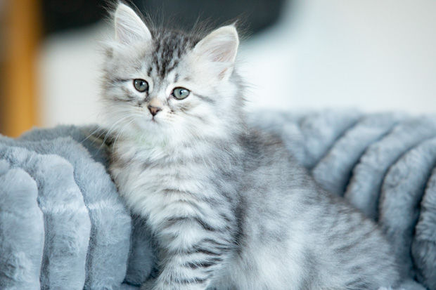 Alaia de la Maison de l’Ours, chatonne sibérienne black silver tabby clair, fille de Veracruz et Tzar.