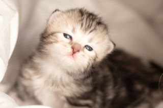 Chaton femelle black silver tabby et blanc à 15 jours, yeux ouverts, pelage argenté 