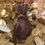 Thumbnail: Amethyst Necklace