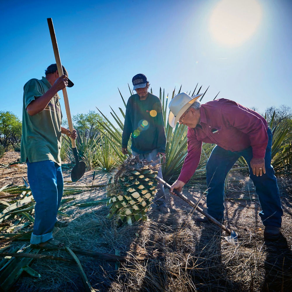 Apoyo en la siembra y cultivo de bacanora en la Sierra de Sonora