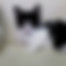 kedi sahiplendirme ilanları gösteren 5 numaralı fotoğraf sembolü