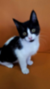 kedi sahiplendirme ilanları