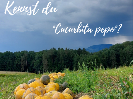 Wer (was) ist "Cucurbita pepo"?