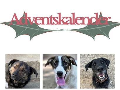 🌟 Unser digitaler Adventskalender 🌟