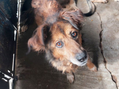 Hermann, Hermine und Karla – Wir kämpfen gegen ihr Verschwinden!!