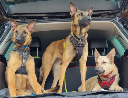 Yennefer und die Pflegehunde