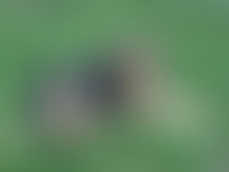 Horus, vom Waldhund zum Familienhund