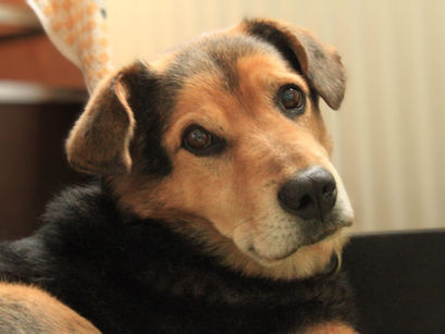 Ursus Weihnachtswunsch