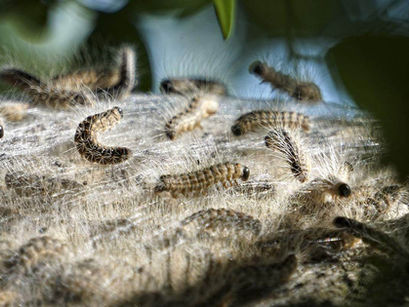 Eichenprozessionsspinner: Gefährlich für Mensch und Hund