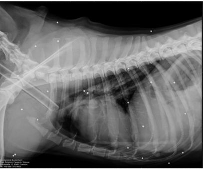 Molly, eine Geschichte die sprachlos macht