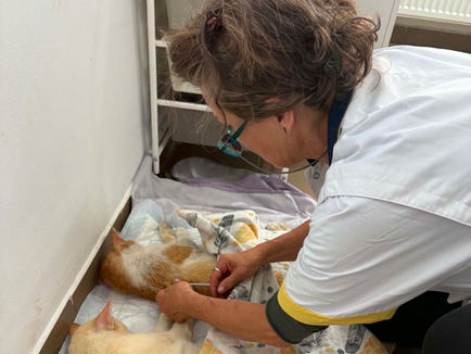 Katzen werden kastriert