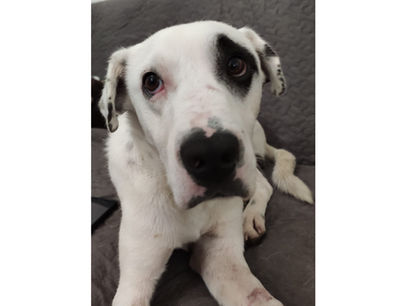 Jimmy Jack braucht eure Hilfe!