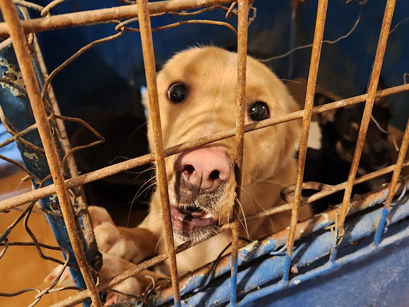 Fünf Tage in Rumänien – Reisebericht