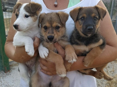 Ein Auszug aus dem Leben eines Tierschützers in Murcia, Südspanien