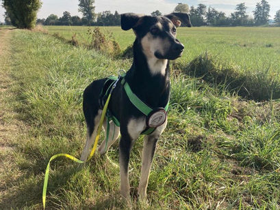 Phil, ein Traumhund auf den 2. Blick