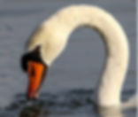 Creation Station: Swan right - Watercolour