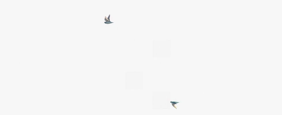 2 overvliegende kleine plevieren