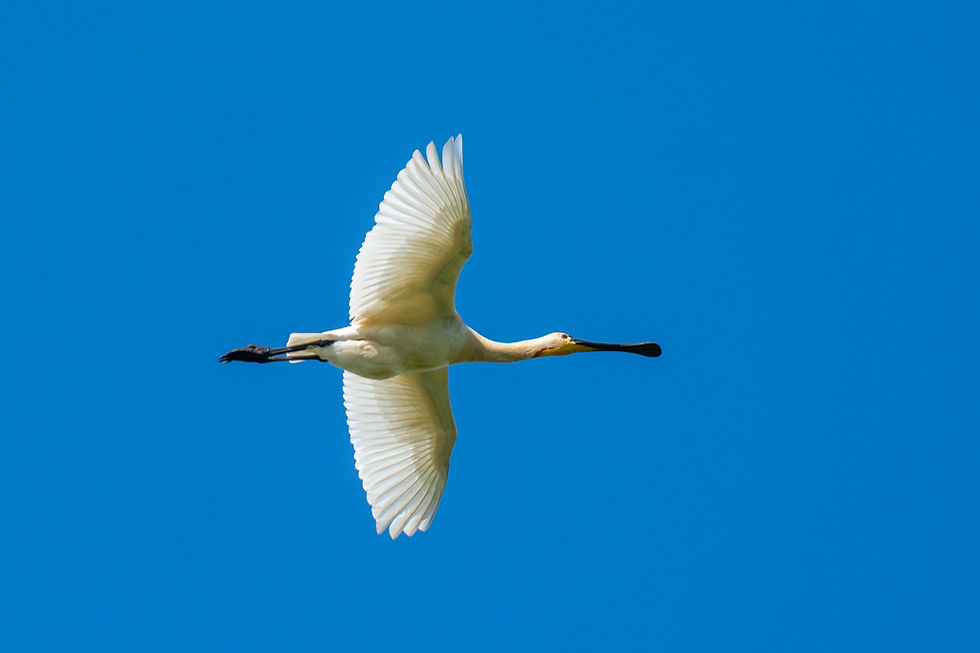 Lepelaar, gemaakt door Bastiaan Brinkman (Birds by Bas)