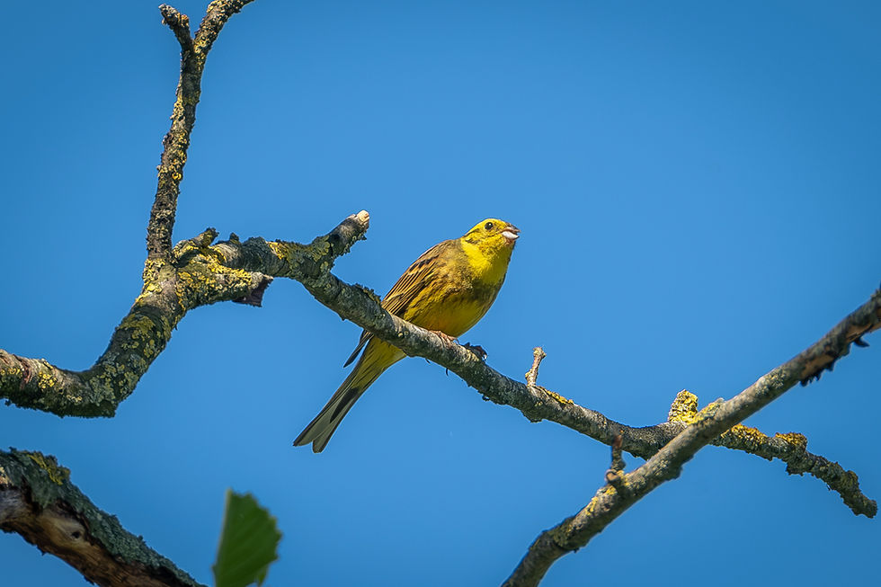 Geelgors gemaakt door Bastiaan Brinkman (Birds by Bas)