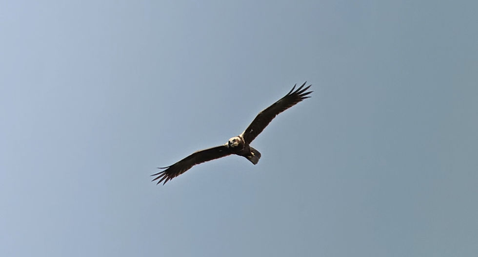 bruine kiekendief