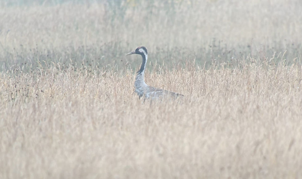 kraanvogel