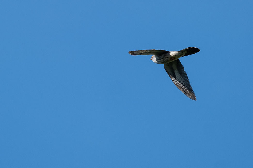 Koekoek, gemaakt door Bastiaan Brinkman (Birds by Bas)