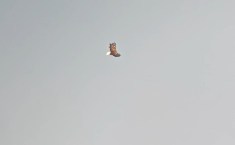 zeearend boven de plas