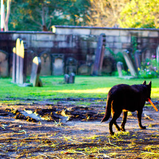 Camperdown Cemetery - NSW