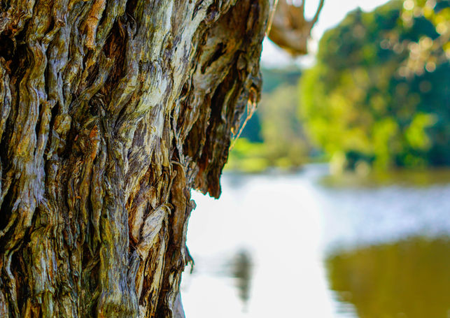 Centennial Park - NSW