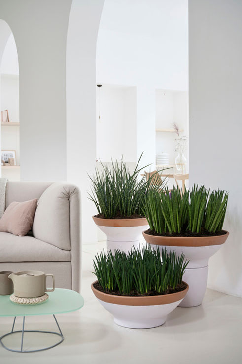 inner_retreat_sanseveria-_2020_2_med.jpg