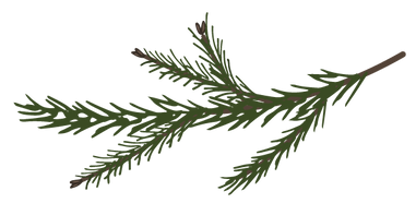 Branches Spruce Pine 7