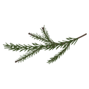 Pine Spruce Branches 7