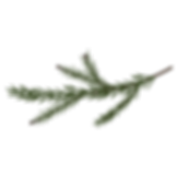 Pine Spruce Branches 7