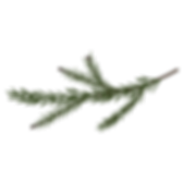 Pine Spruce Branches 7