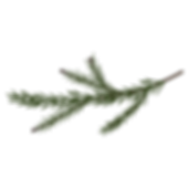 Pine Spruce Branches 7