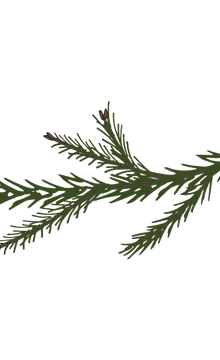 Pine Spruce Branches 7