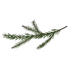 Pine Spruce Branches 7