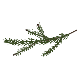 Branches Spruce Pine 7