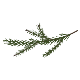 Pine Spruce Branches 7