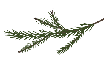 Pine Spruce Branches 7
