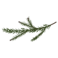 Pine Spruce Branches 7