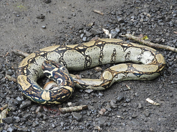 Boa Restricter Snake in Cundinamarca, Colombia 