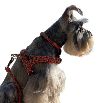 schnauzer usando peitoral para cachorro artesanal em corda