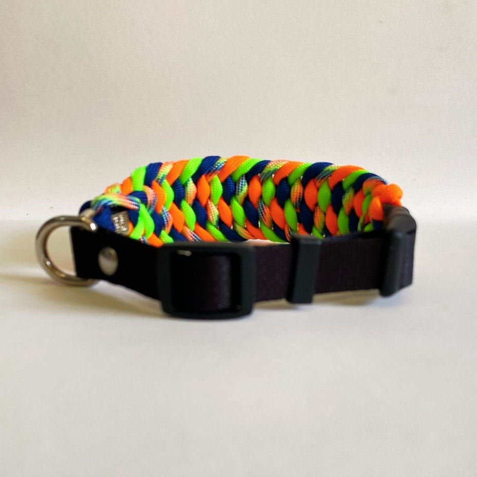 Miniatura: Coleira Agnes Azul Bic, Laranja, Neon e Arco Íris
