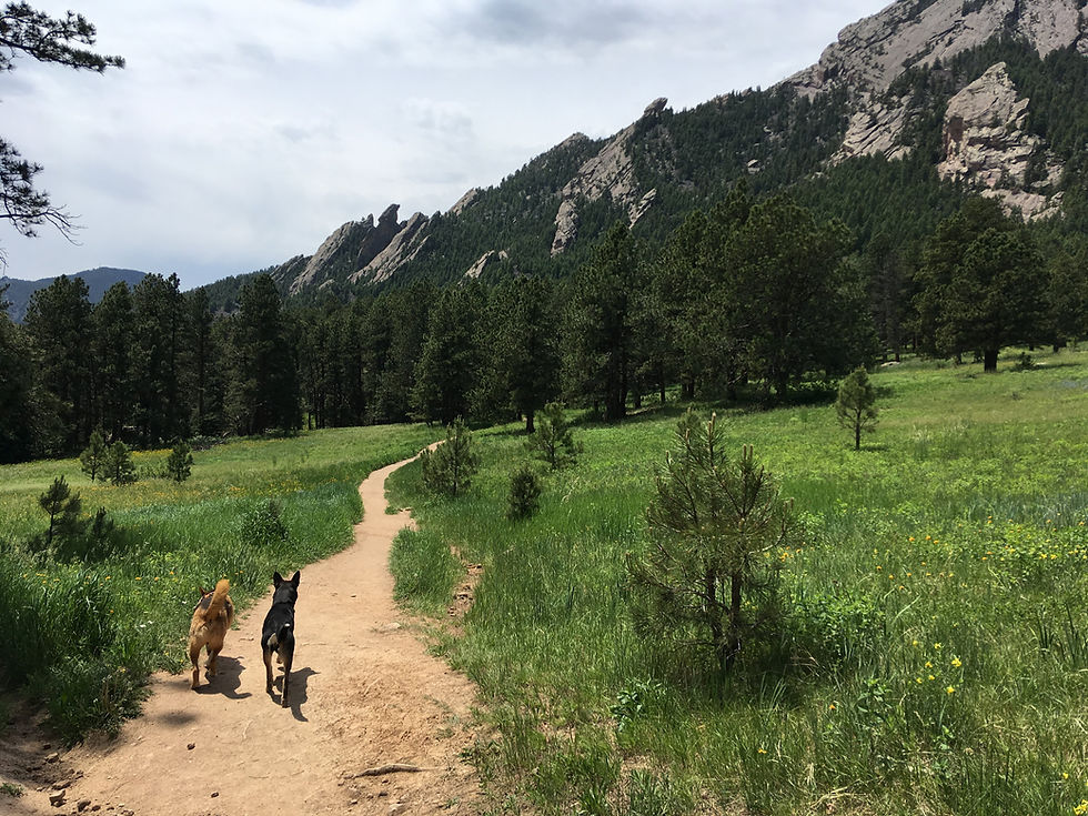 Successful Dog Training is a journey, not a destination.