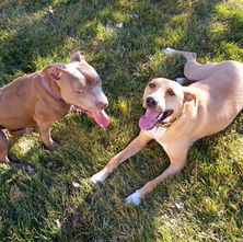 This is about more than dog training.