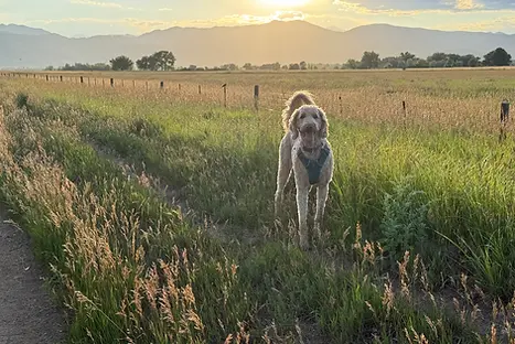 dog in colorado