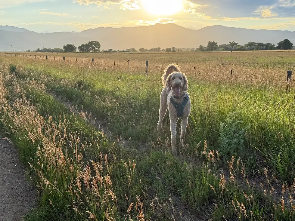 10 Dog Training Tips for Living in Boulder, CO